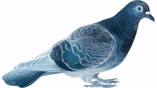 蓝灰色信鸽特写