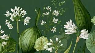 清新雅致的白花绿叶插画