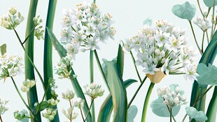 清新淡雅的白色花卉插画