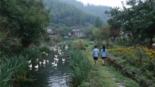 乡村小道上的人鹅共行景