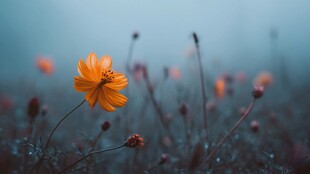 雾中绽放的橙色花朵