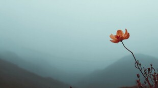 孤花立远山 朦胧诗意景