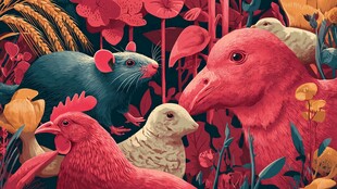 动物丛林奇遇记