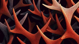 梦幻鹿角纹理特写