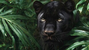 丛林中的黑豹凝视瞬间