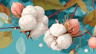 棉花朵朵开 枝叶伴芬芳