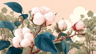 盛开的棉花与繁茂绿叶