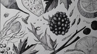 黑白手绘水果植物插画