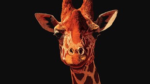 长颈鹿特写 独特斑纹面容