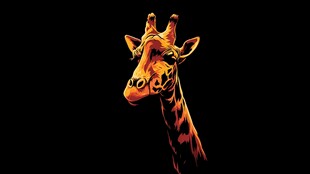 橙色长颈鹿特写