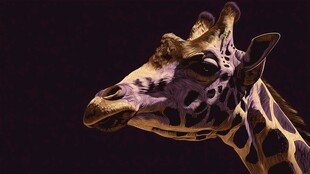 长颈鹿头部特写艺术图像