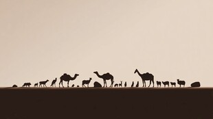 沙漠中动物的剪影队列