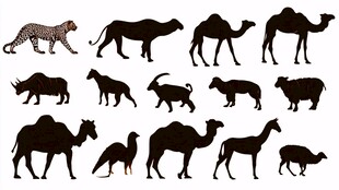 多种野生动物黑色剪影集合