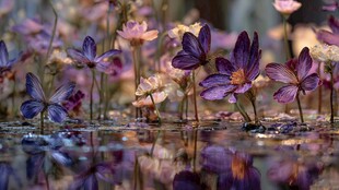 水中绽放的梦幻紫色花朵