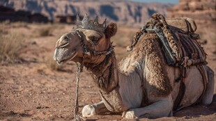 沙漠中休憩的华丽装饰骆驼
