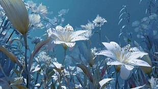 梦幻蓝调百合花海