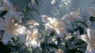 阳光下盛放的优雅白百合