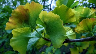 嫩绿银杏叶 尽显自然生机