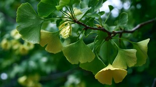 翠绿银杏叶 生机满枝头