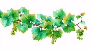 翠绿葡萄藤枝叶果实图