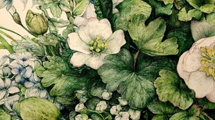 花卉手绘插画中的清新景致