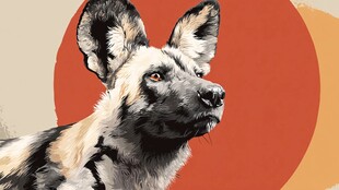 非洲野犬特写形象