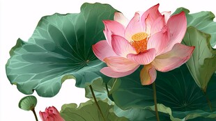 娇艳荷花绽放绿叶间