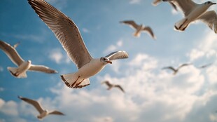 海鸥翱翔于蓝天白云间