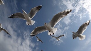 海鸥翱翔于蓝天白云间