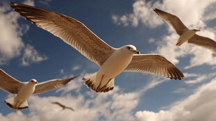 海鸥翱翔于蓝天白云间