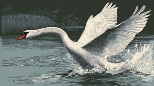 天鹅展翅于水面优雅起飞