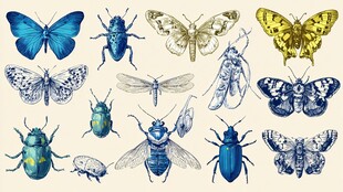 复古风昆虫插画艺术集合