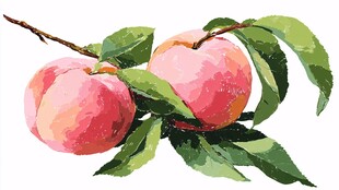 枝头双桃水彩画