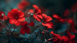 艳丽红花朵朵绽放