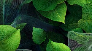 梦幻绿叶背景图