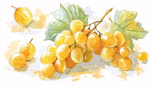黄葡萄水彩画静物图