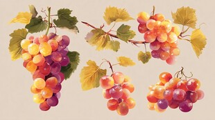 多彩葡萄插画 丰收与甜蜜