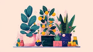 多彩盆栽装点温馨角落