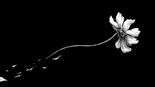单朵白花的优雅黑白影像