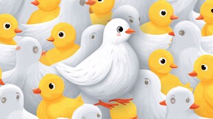 白鸽与小黄鸭的可爱同框