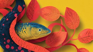 彩鱼穿梭于红叶间