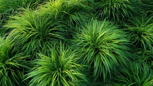 翠绿葱茏的观赏草植物景观