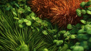 多彩植物微观景致