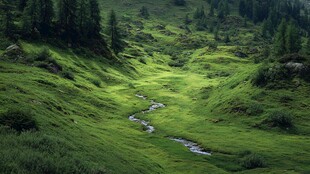 翠绿山谷中的蜿蜒溪流