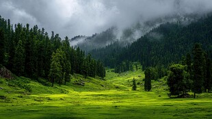 山间绿野 云雾松林之景