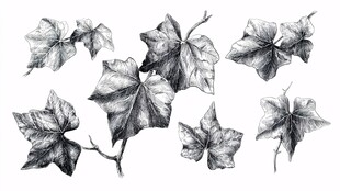 手绘常春藤叶片集合