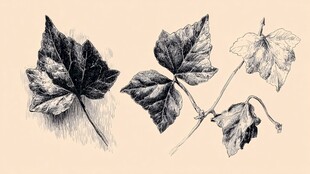 手绘风格的三片独特树叶