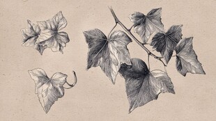 手绘常春藤叶片与枝条