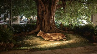 树下卧牛雕塑 静谧景致