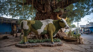 树下的彩牛雕塑艺术景观